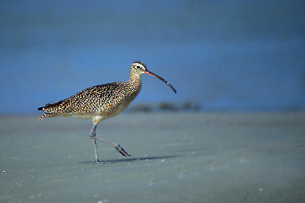 Charadriiformes