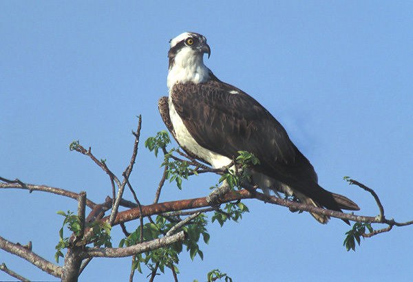 Pandion haliaetus