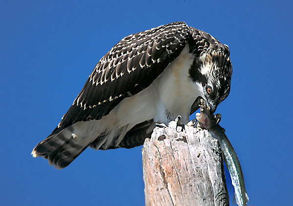 Falconiformes