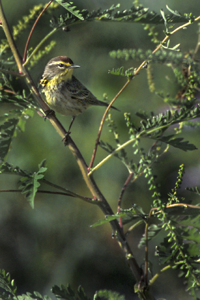 Passeriformes