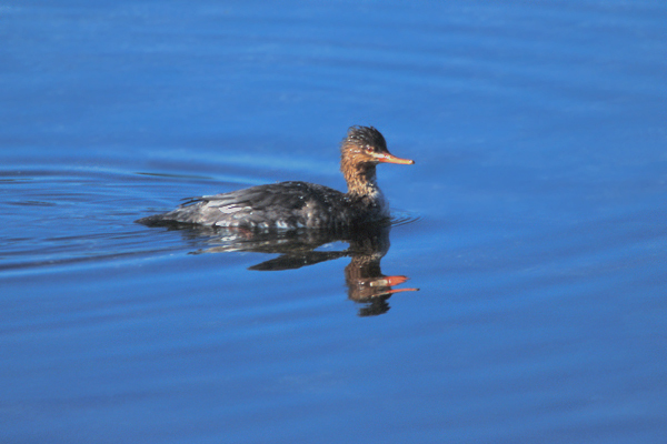 Anseriformes