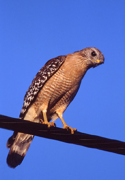 Buteo lineatus