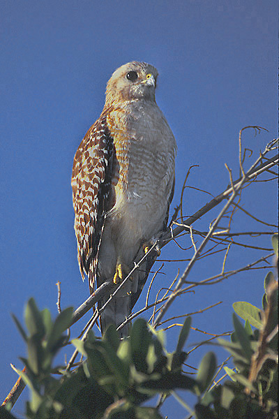 Buteo