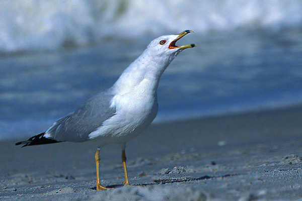 Charadriiformes