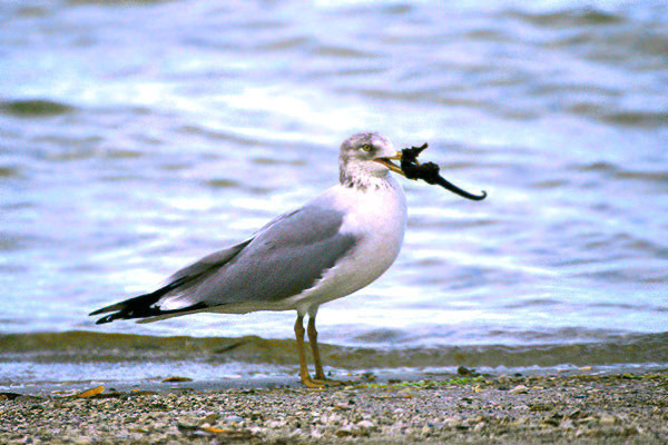 Larus delawarensis