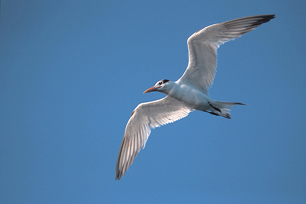 Charadriiformes