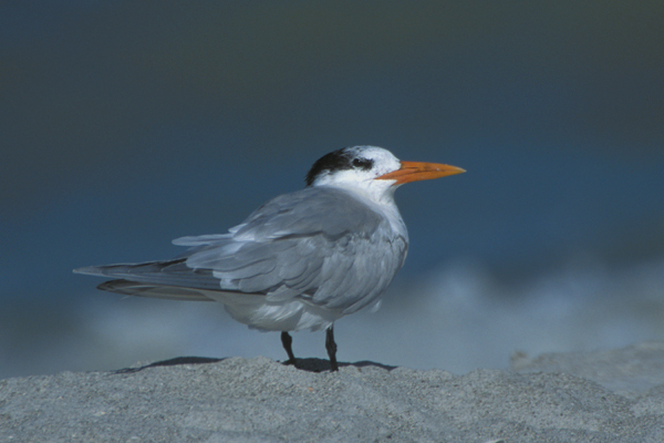 Charadriiformes