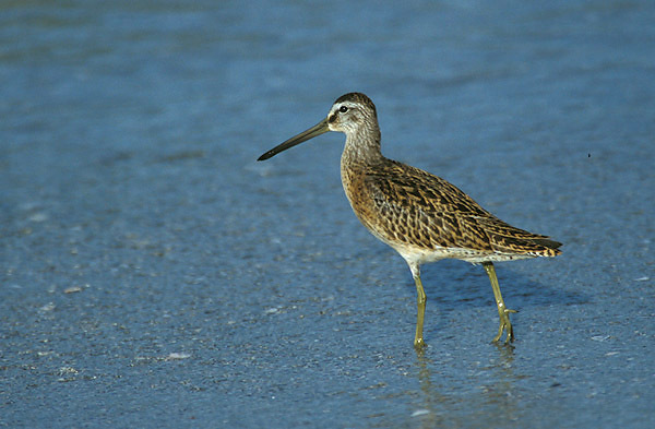 shortbilleddowitcher