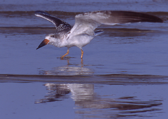 Laridae