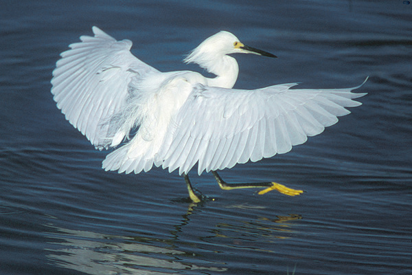 Ciconiiformes