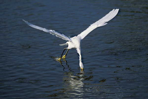 Egretta