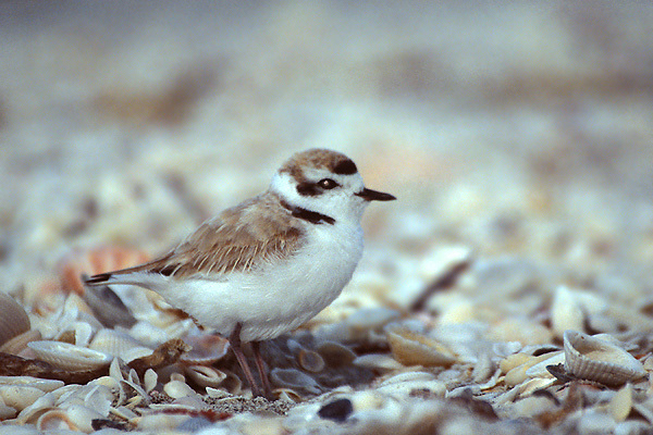 snowyplover