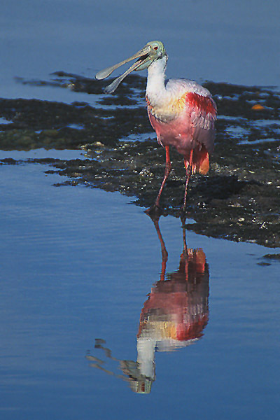 Ciconiiformes