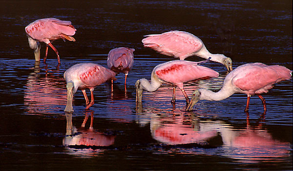 spoonbillsfeeding