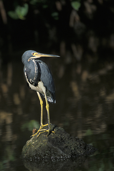 tricolorheron