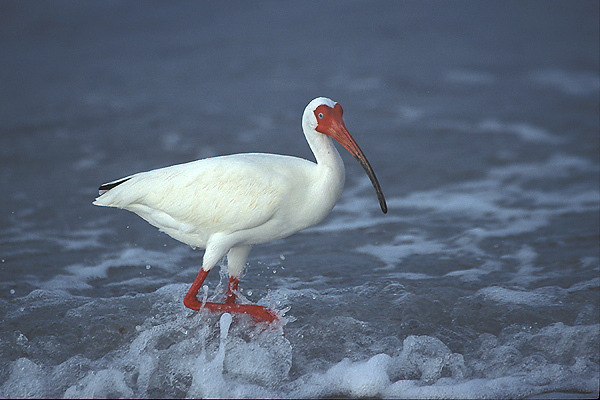 Eudocimus albus