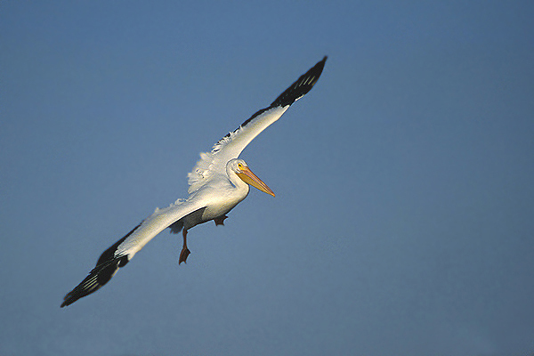 Pelecanus erythrorhynchos