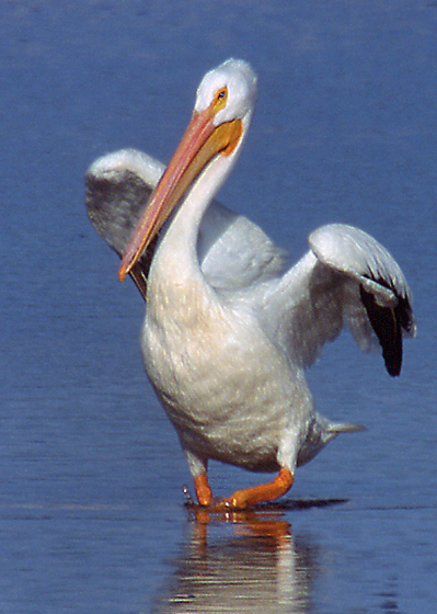 Pelecanus erythrorhynchos