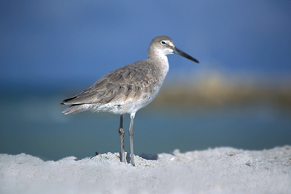 willet