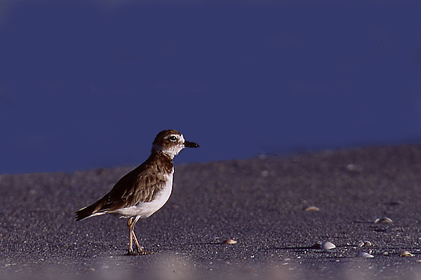 Charadrius wilsonia