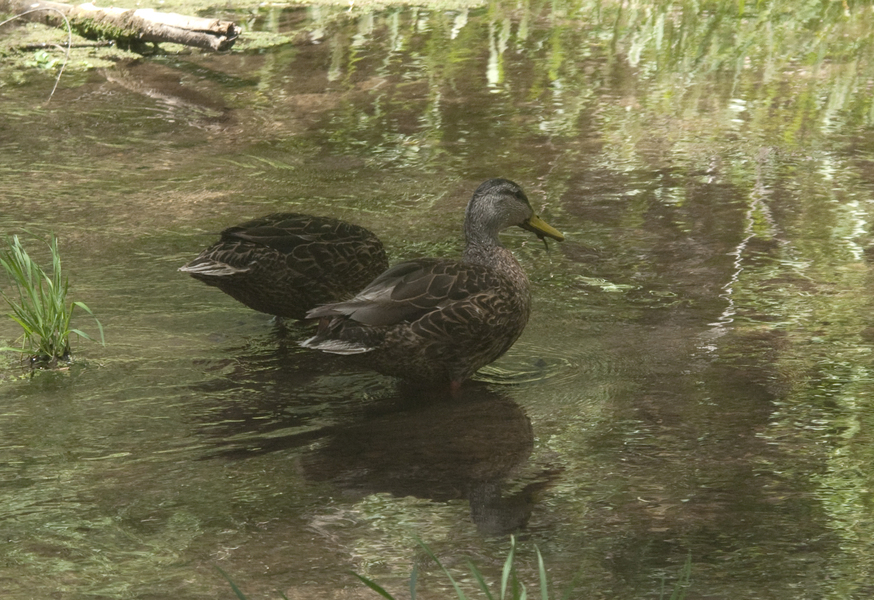 Mexican_mallard0969