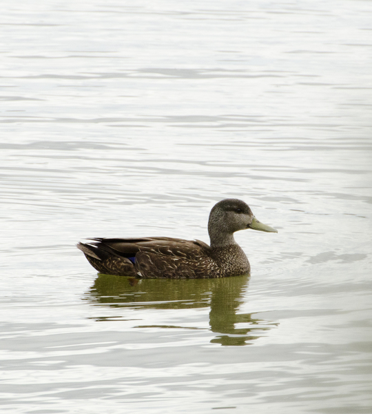 Anseriformes