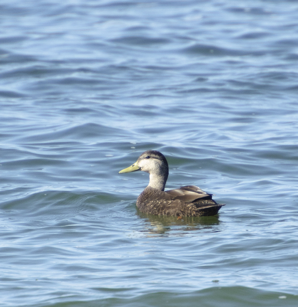 Anseriformes