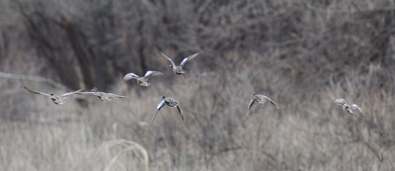 Anseriformes