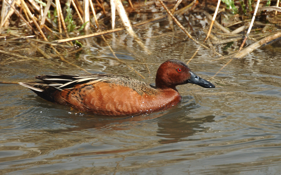 Anseriformes