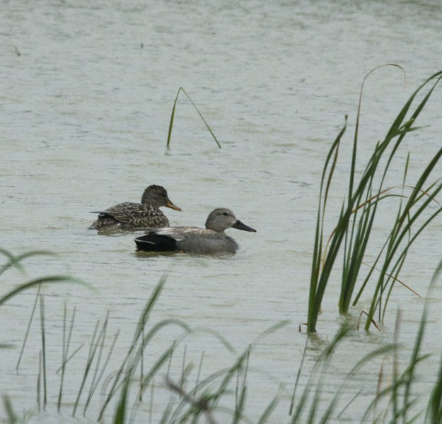 gadwall