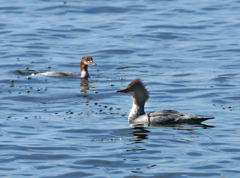 Anseriformes