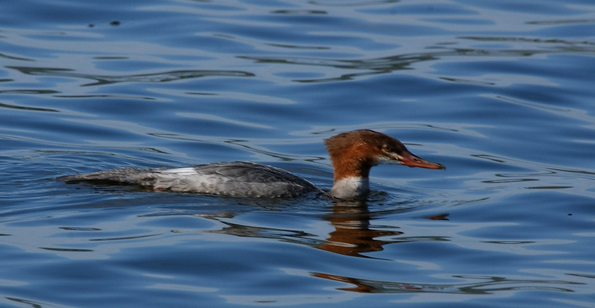 Anseriformes