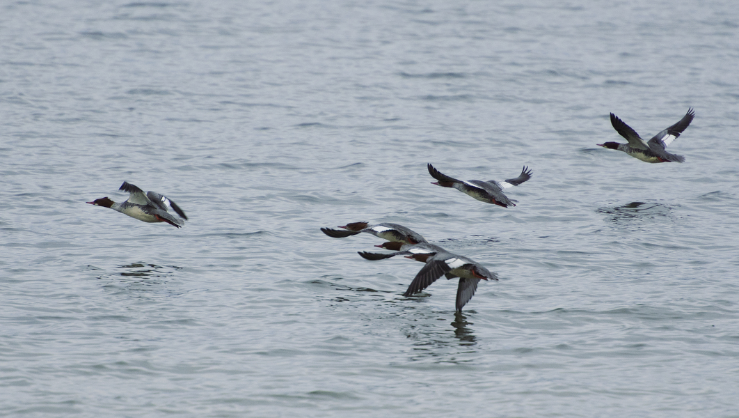 Mergus merganser