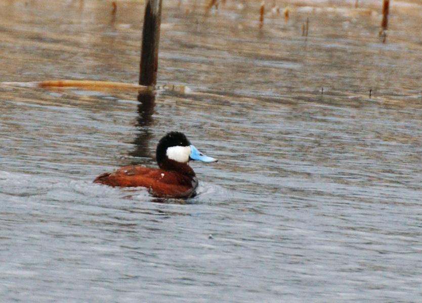 Anseriformes