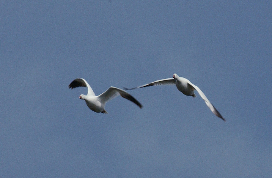 snowgeese7215