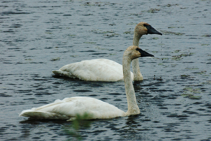 Anseriformes