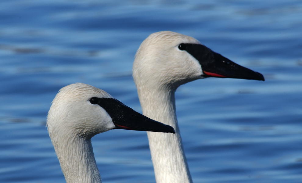 Anseriformes