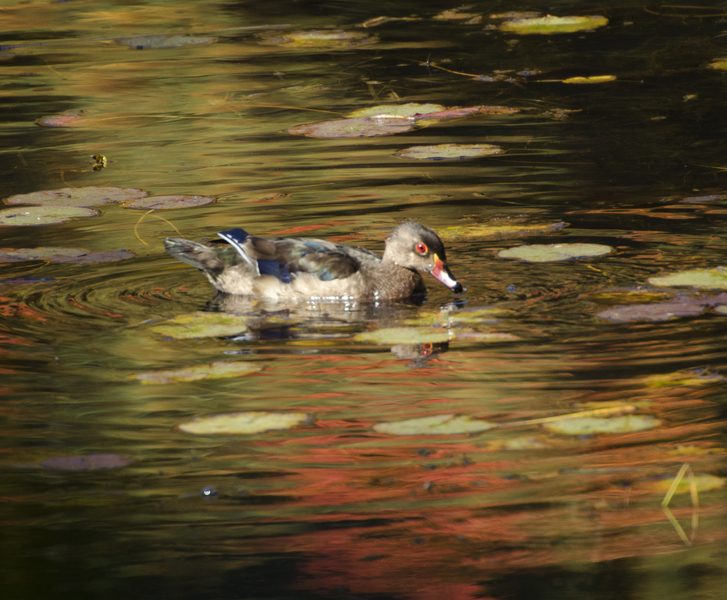 Anseriformes