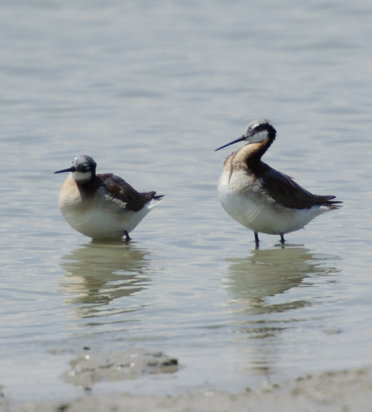 Charadriiformes