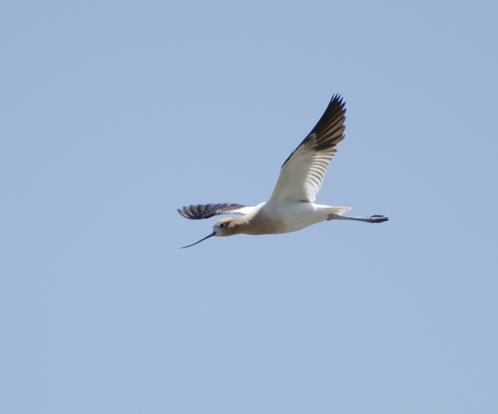 Charadriiformes