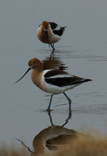 avocet6922