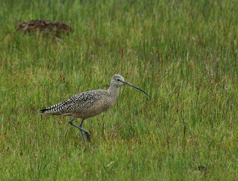 Numenius americanus