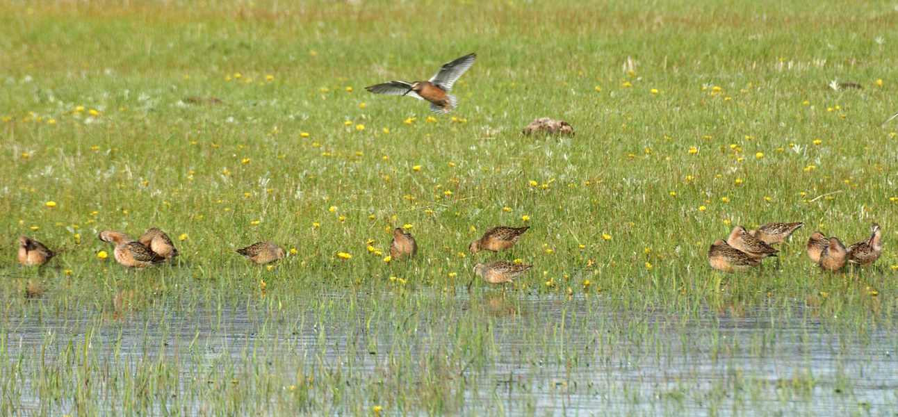 Charadriiformes