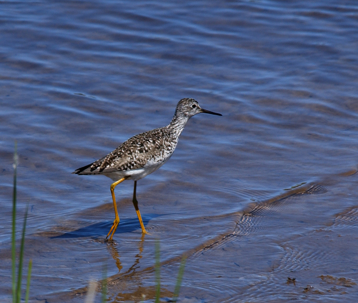 lesser_yellowlegs7448