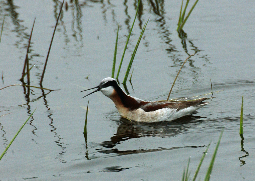 Phalaropus tricolor