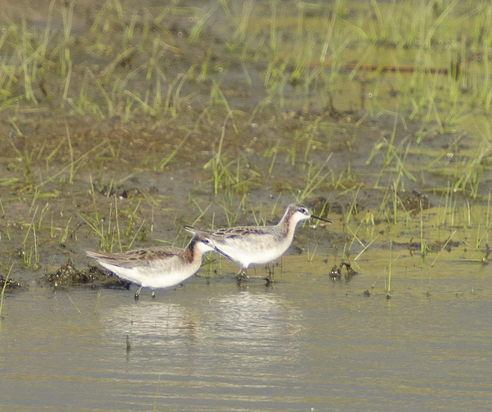 Charadriiformes