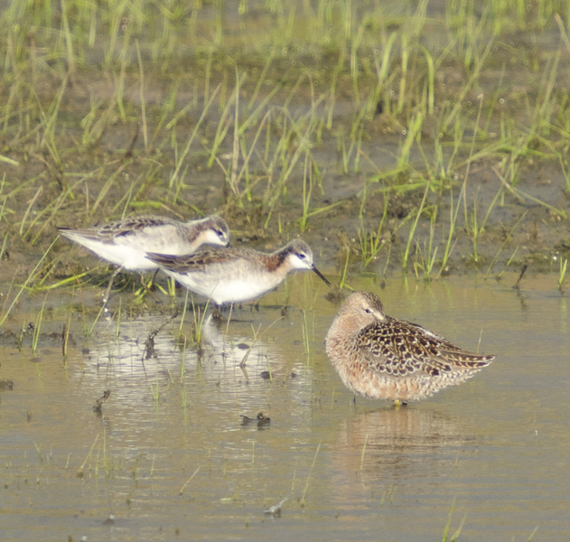 Charadriiformes