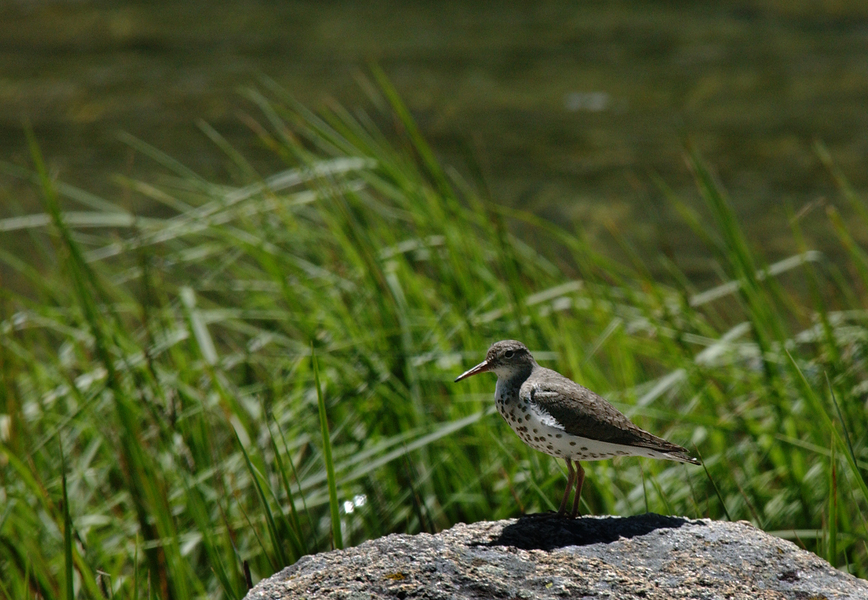 Actitis macularius