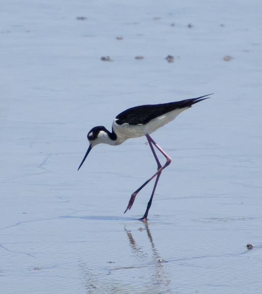 Charadriiformes