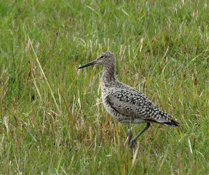 willet6932